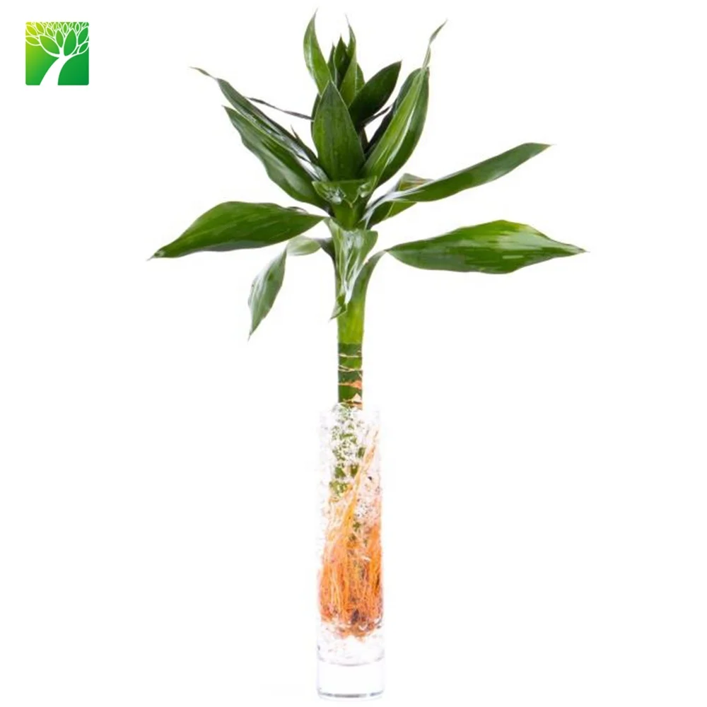 
Cheap wholesale ornamental green foliage plant lucky bamboo Dracaena sanderiana 
