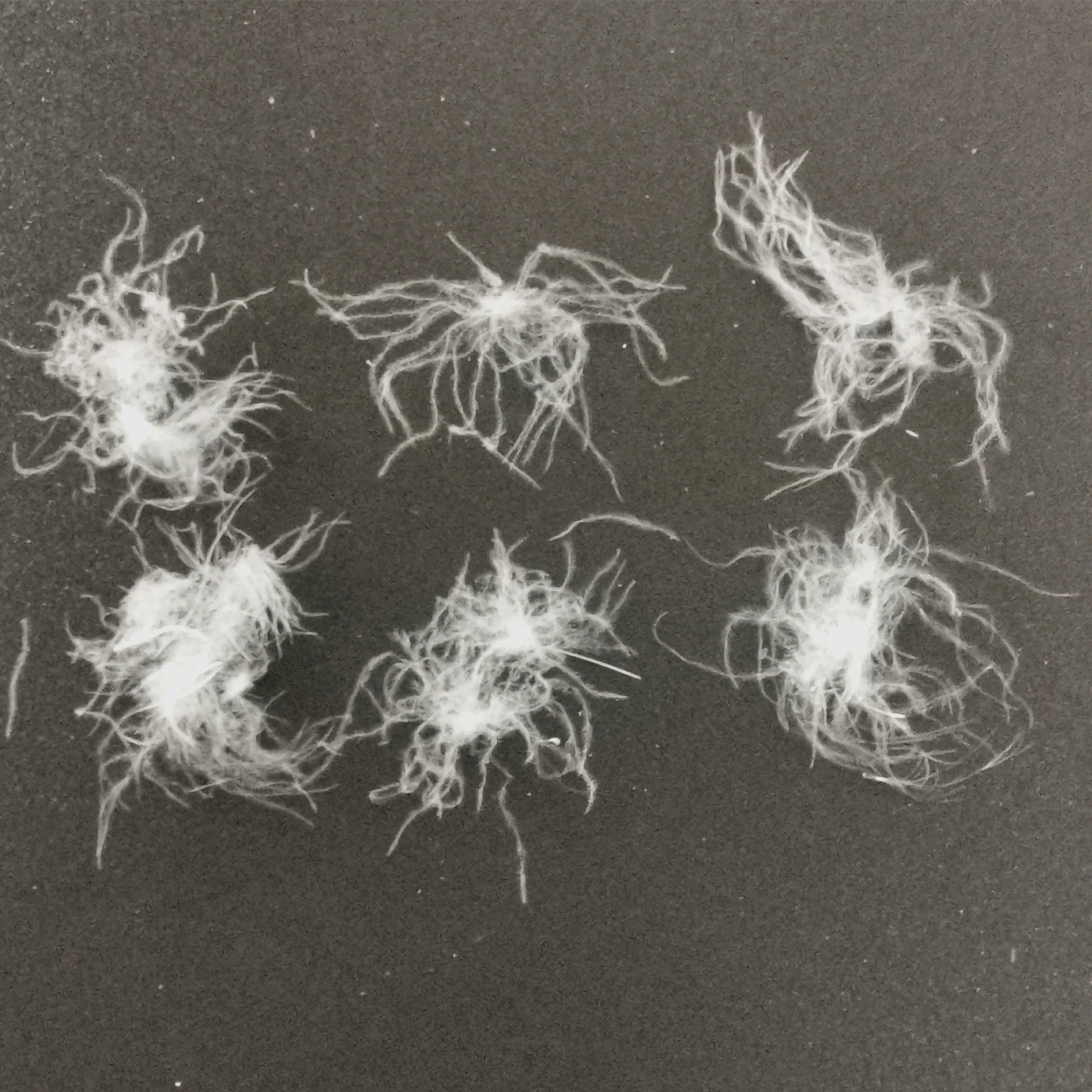 
2019 New Design 90% Washed Muscovy White Feather Duck White Down For Duvet 