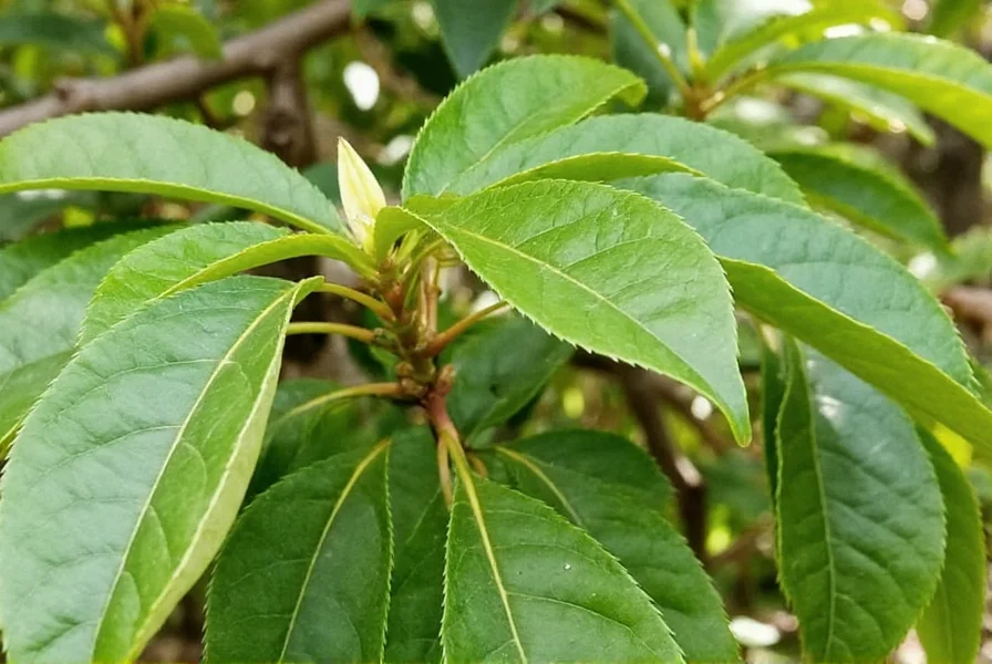 Clove tree plantation showing proper spacing for air circulation to prevent fungal diseases