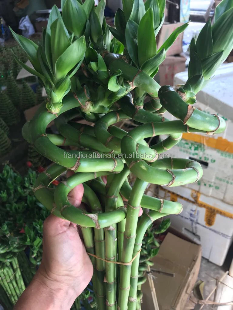 
Farm price best sell indoor ornamental live aquatic twisted nature plants curly spiral lucky bamboo 