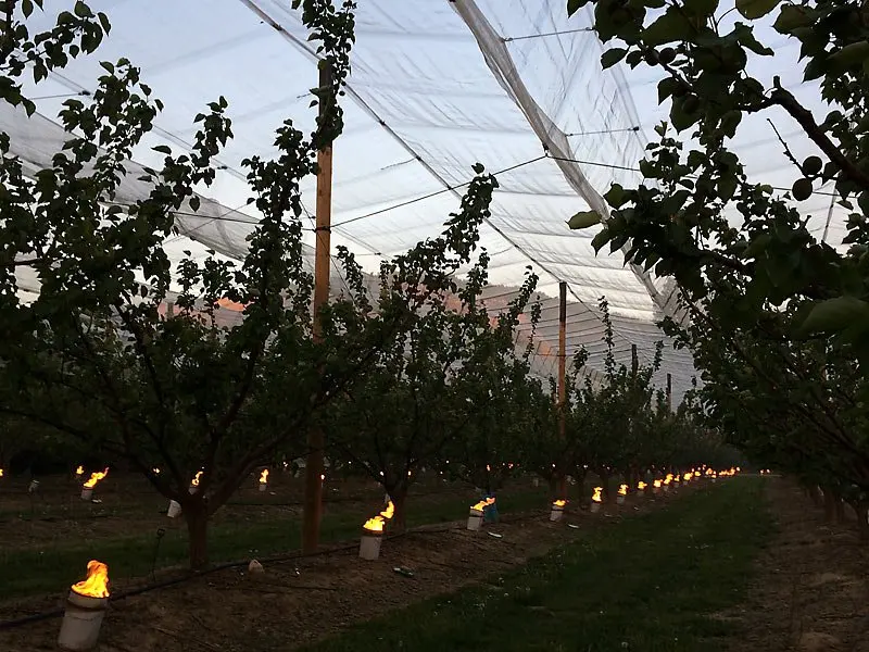 Anti Frost Candle For Agricultural Orchard Vineyard Protect From Anti