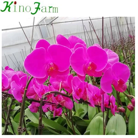 
Young Seedling Phalaenopsis 