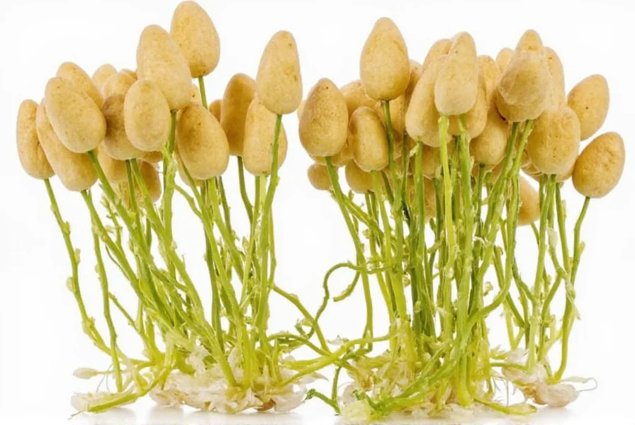 Close-up view of wild ginger seeds showing their black, oval shape with attached elaiosome, surrounded by decaying leaf litter in a forest setting