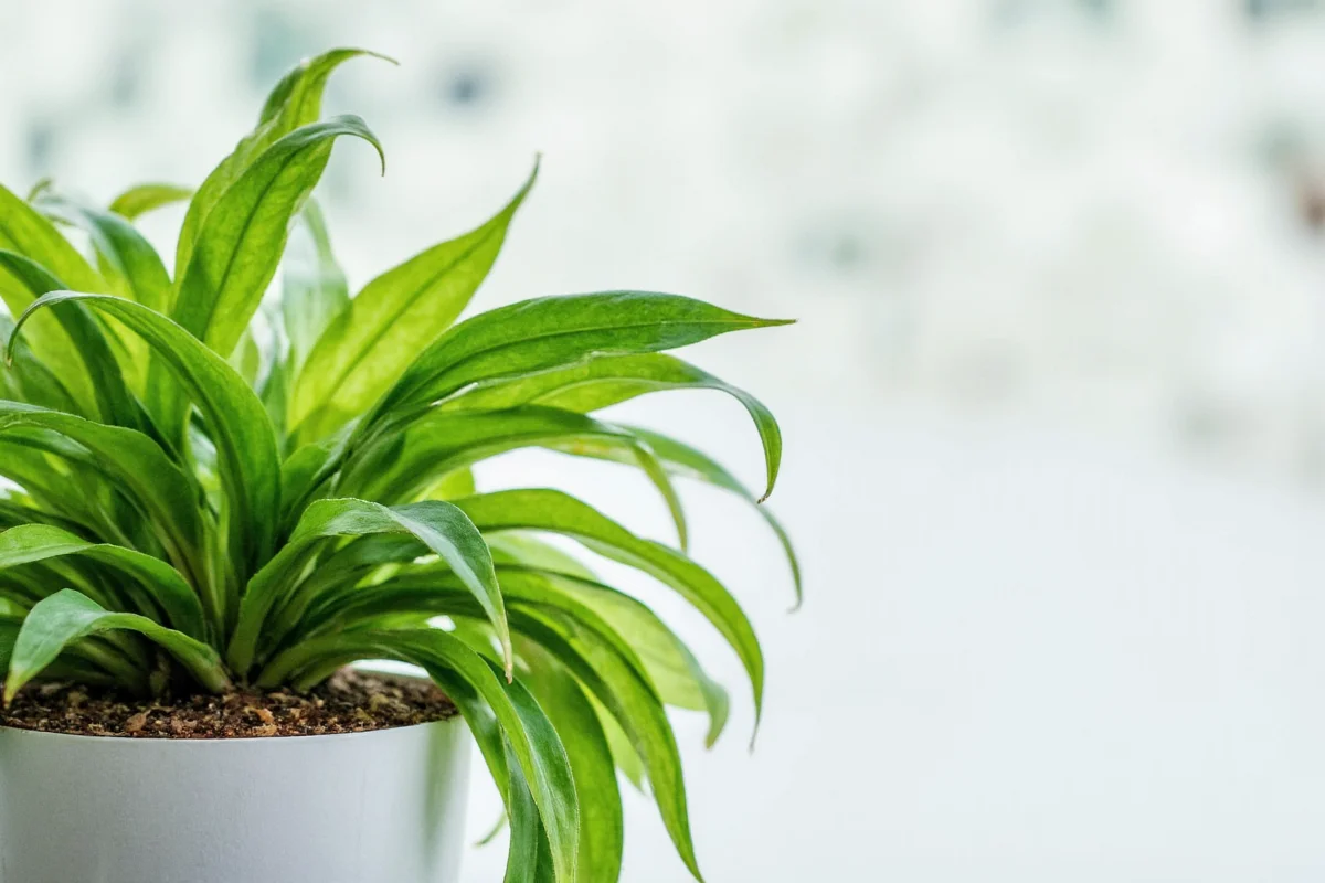 do plants clean the air