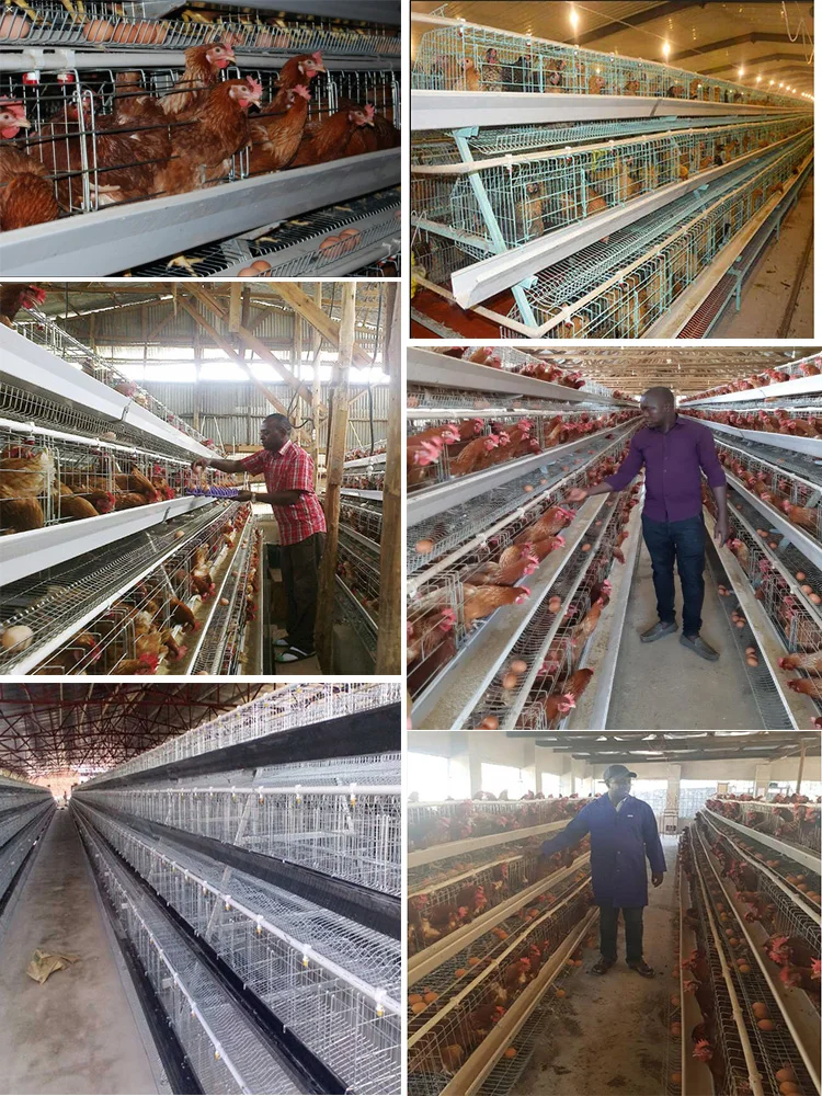 Hot Sale Galvanized Automatic A Type Chicken Cages Layer Poultry For