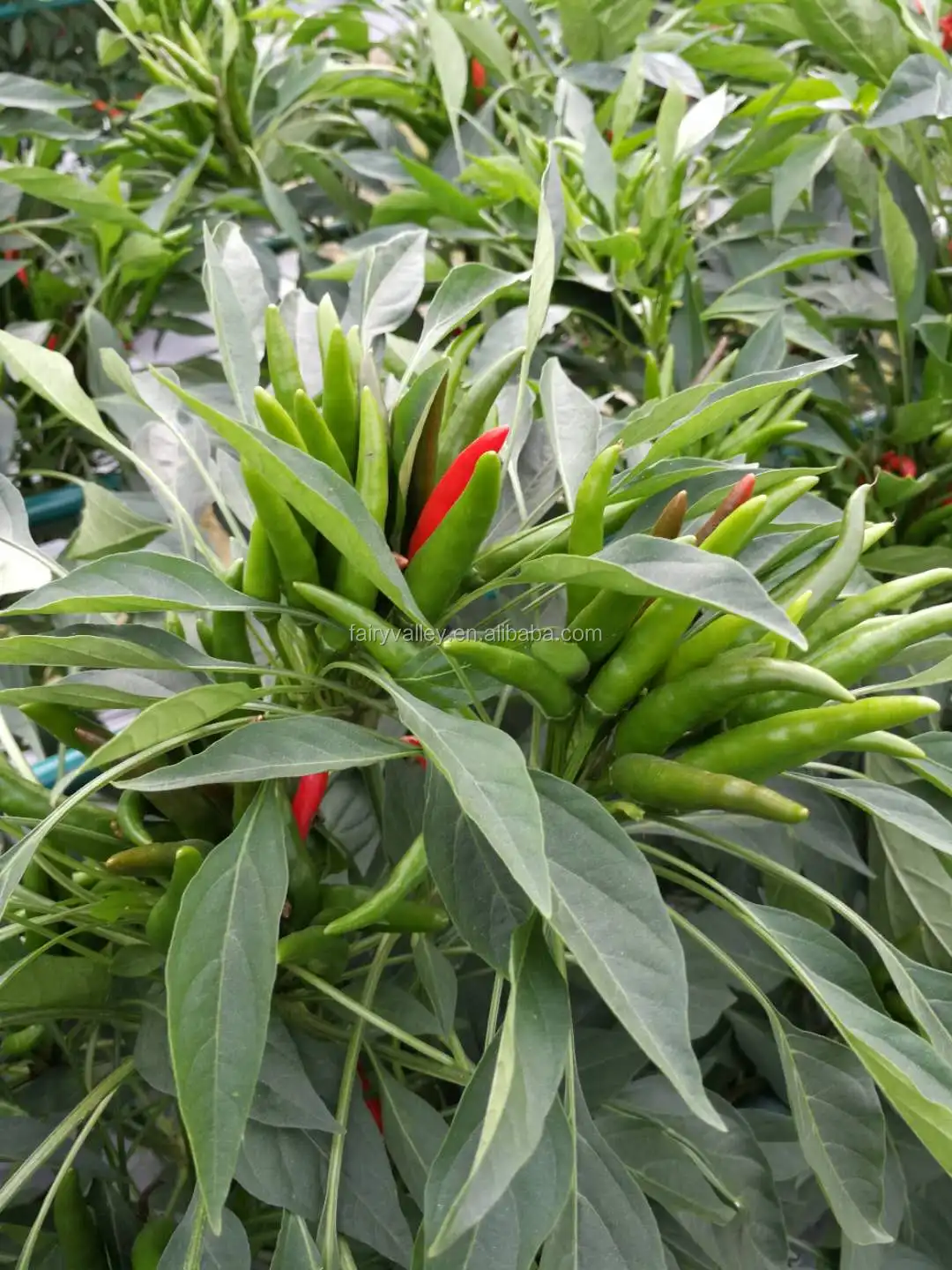 Hybrid F1 Red Cluster Pepper Chilli Seeds Vegetable Seeds For Growing Sky King Star No 2 View Chilli Seeds Fairyvalley Product Details From Shanghai Fairy Valley Industrial Co Ltd On Alibaba Com