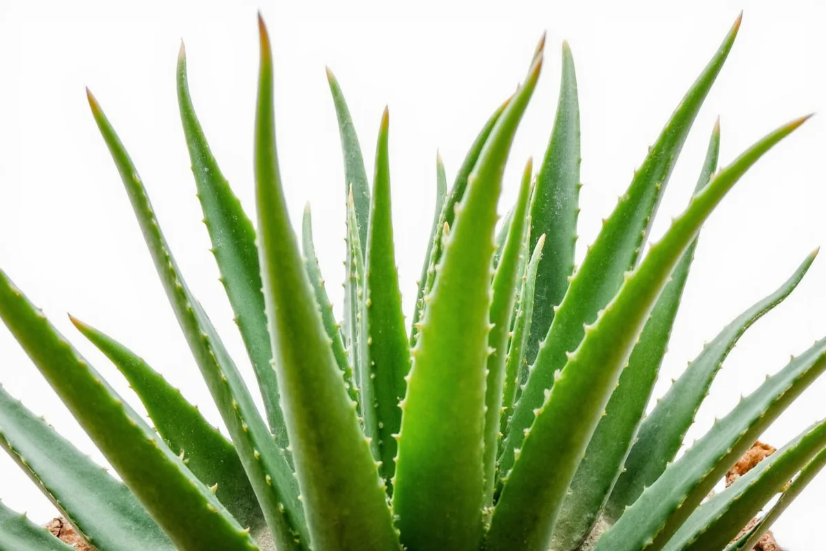 how to grow aloe vera plants
