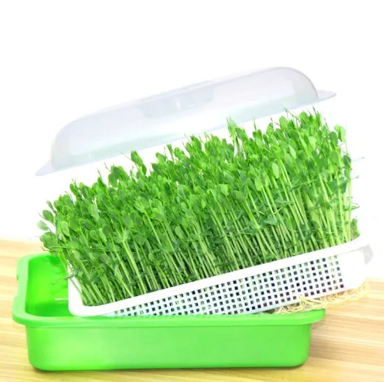 

Seed Sprouter Tray Soil-free Big Capacity Healthy Wheatgrass Grower with Lid Sprouting Kit PP 13.4x9.84x4.72 Inch Not Coated, Green and white