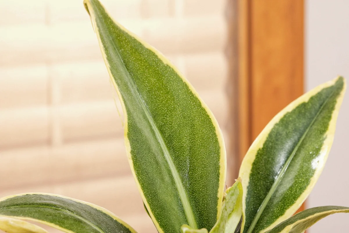 how to revive snake plant