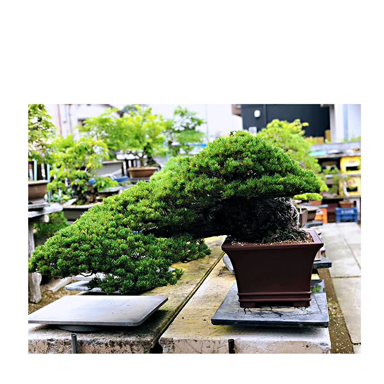 
Hot selling 2020 new bonsai tree pine live for beginners easy to grow even 