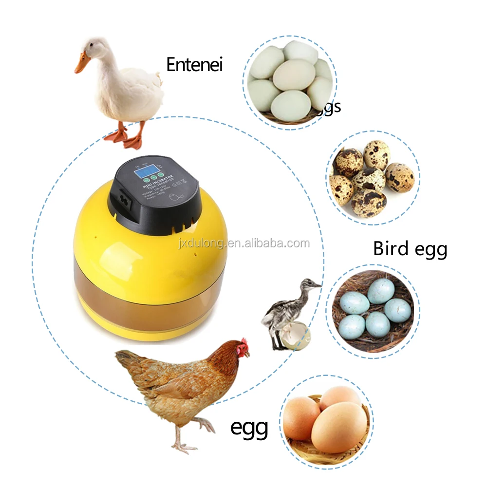 best incubator for parrot eggs