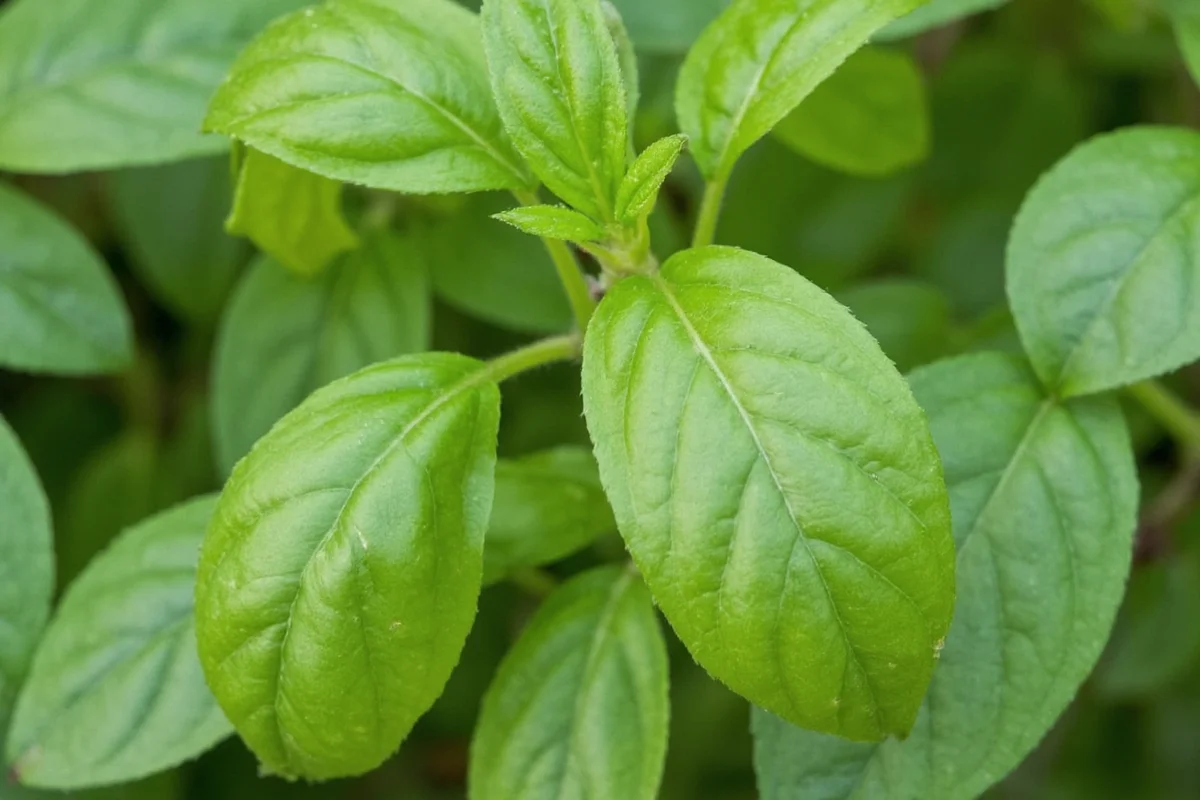 how to basil plant