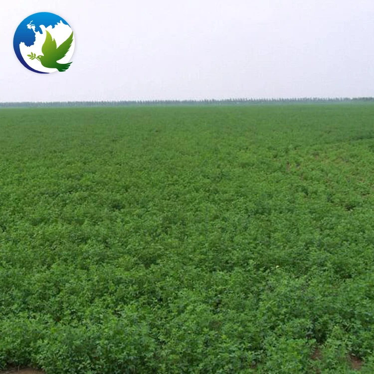 
Best Organic Alfalfa Pasture Seed Fodder Grass Seeds Medicago Sativa Lucerne Alfalfa Seeds 