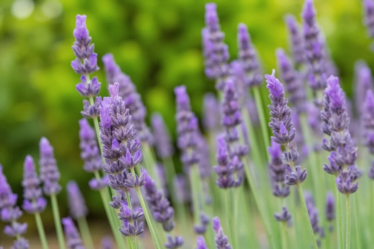 how to grow lavender plants from seeds