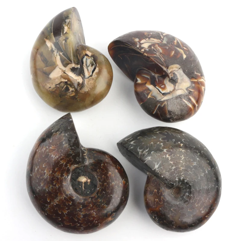 

wholesale Natural Ammonite Fossil Mineral Specimen Snail Conch Fossil For Decoration