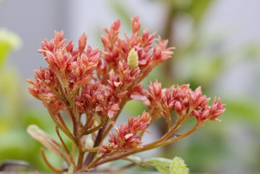 Wild ginger plant showing heart-shaped leaves and maroon flowers growing in woodland setting