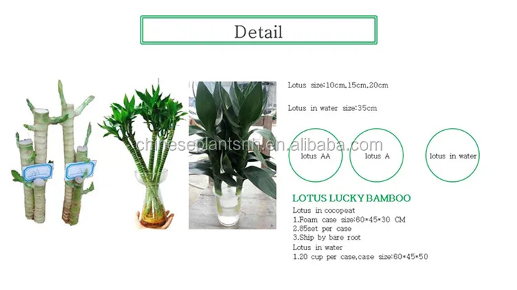 lotus lucky bamboo.jpg