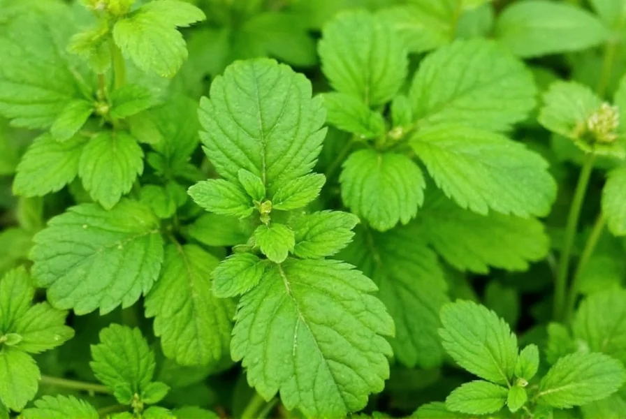 Coriander plant growing in a garden with delicate white flowers