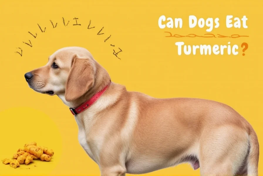 Various turmeric supplement options for dogs with proper labeling