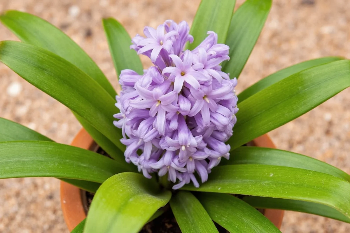 how to take care of a hyacinth plant