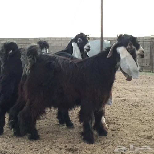 
Alaardi Ardi Aardi Alardi goats,cows,camels,sheep,goats,ox,bull 