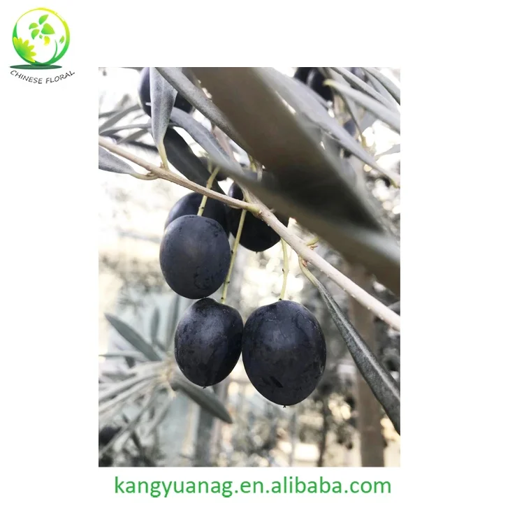 
European Olive seedling fruit trees plants 