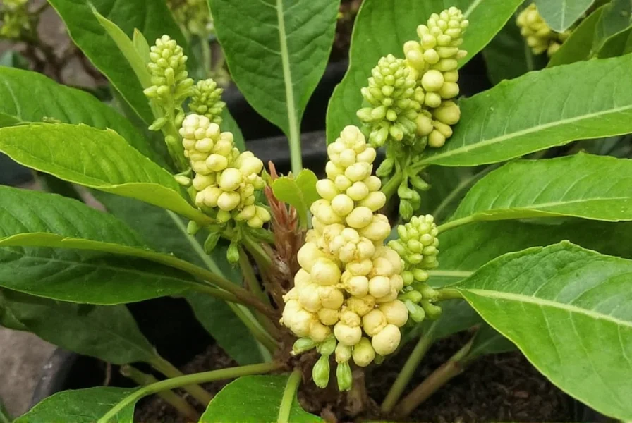Ginger Plants for Sale: Buyer's Guide & Selection Tips