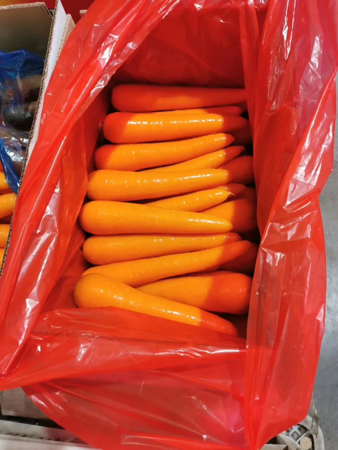 
fresh carrot 