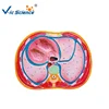 Medical Teaching Abdominal cavity cross section model