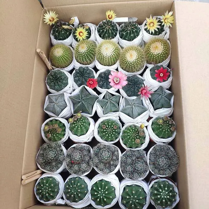
10-15CM cactus natural cactus plant mixed mini cactus 35 pcs 