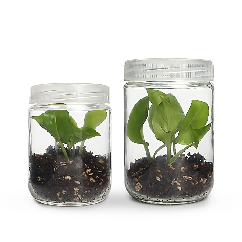 

wholesale 240ml 350ml plant tissue culture glass jars with plastic lids