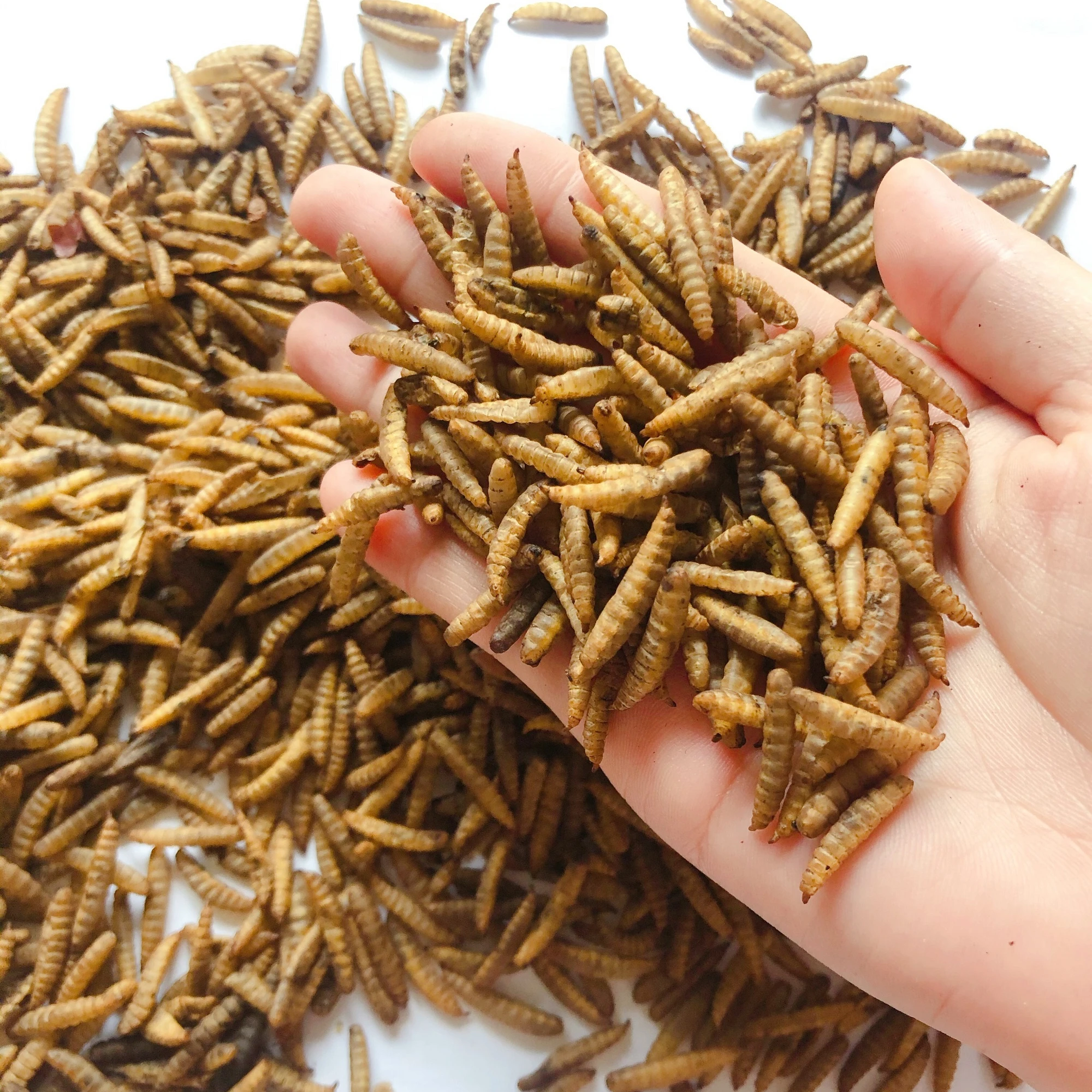 
aquaculture material dried insect protein mealworm dried black soldier fly larvae 