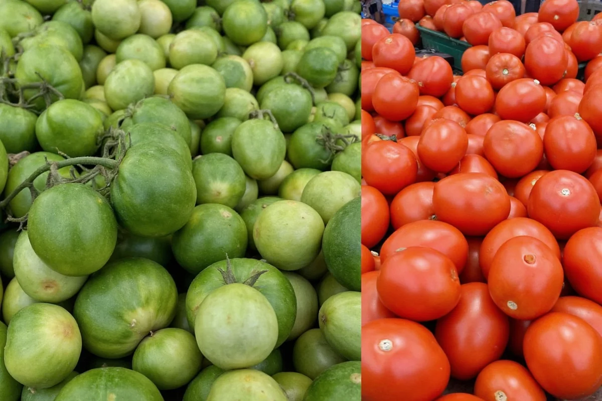 how many tomato plants per person