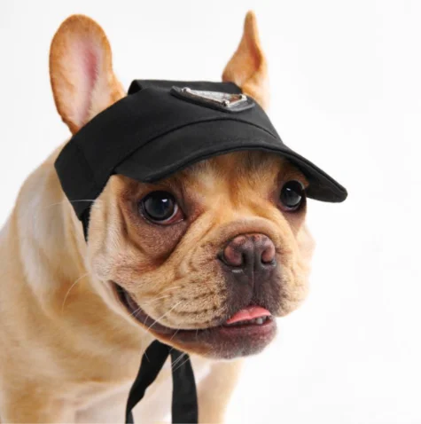 

wholesalers oyuncak windbreaker doggies pets shop accesories furniture brand apparel supplies pet accessories luxury dog hat cap, Black