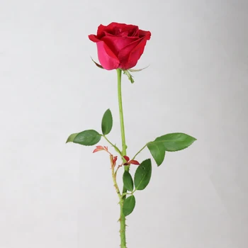Download 6000 Gambar Bunga Mawar 2 Dimensi Hd Terbaik