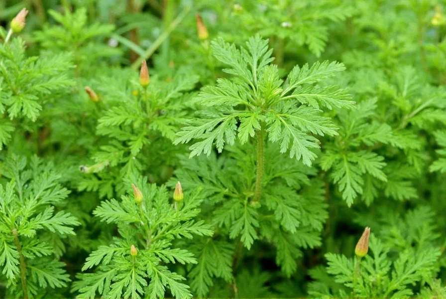 Herb buying guide