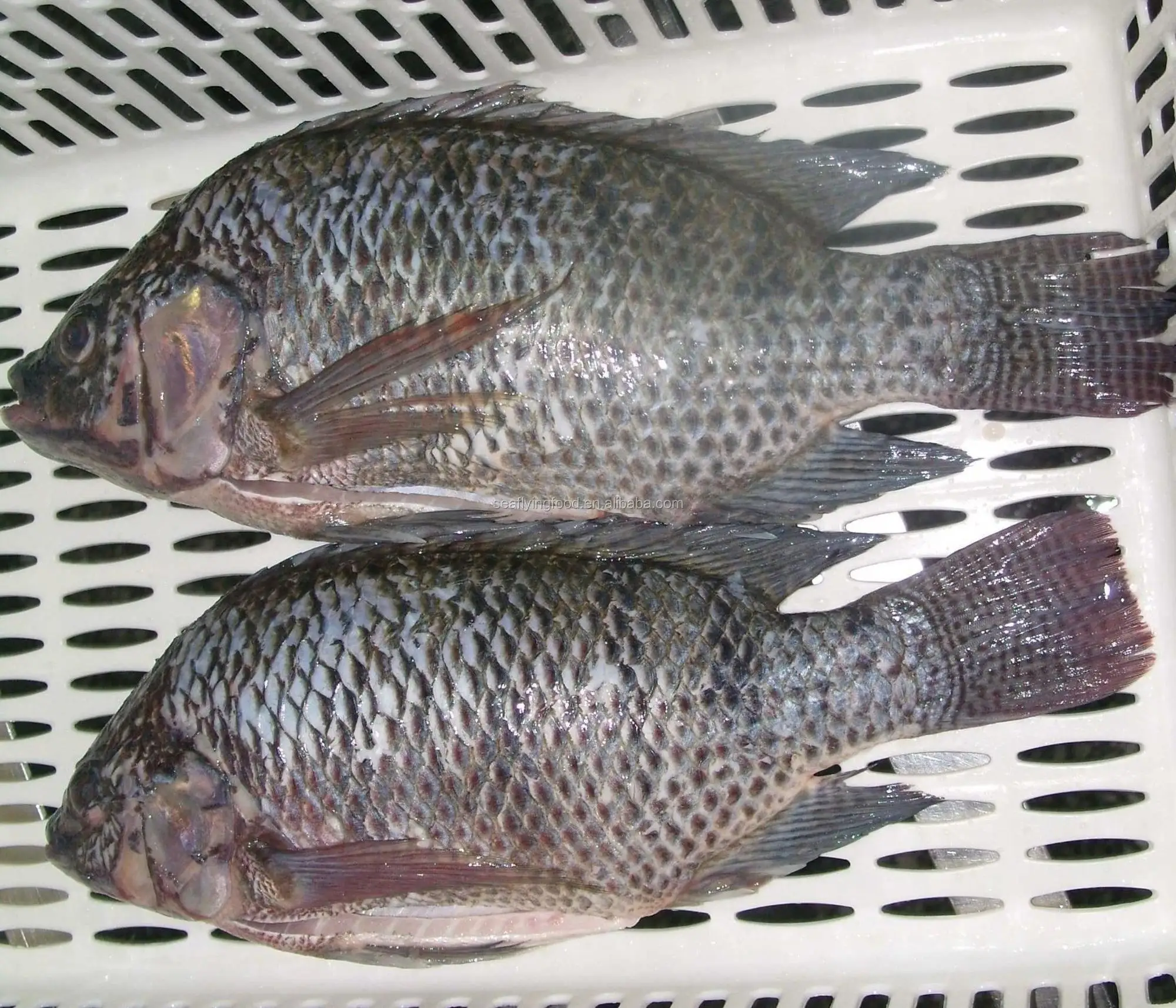 best quality frozen tilapia fish fillet, View hot sale tilapia fillet ...