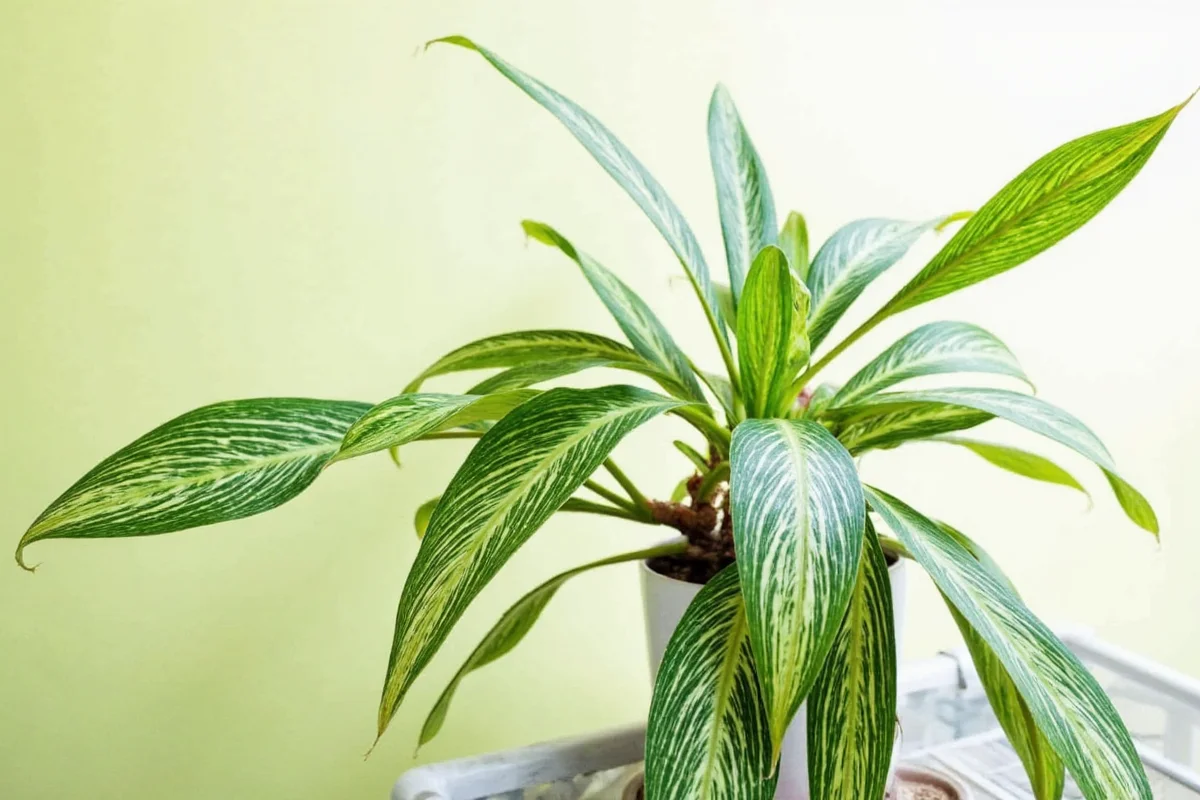how to care for a zebra plant