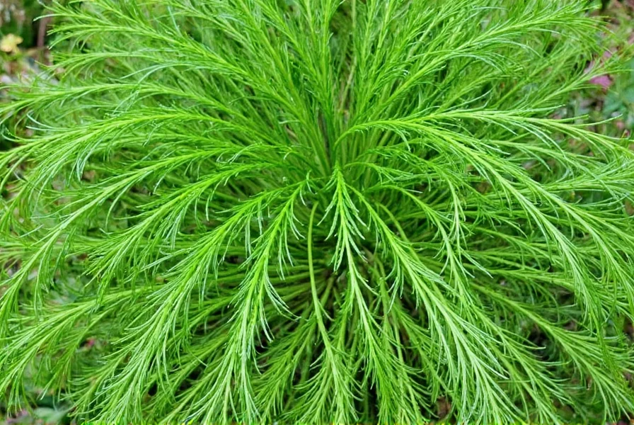 Leeks