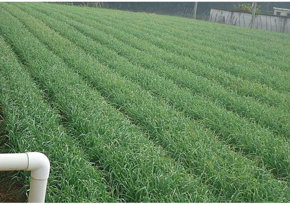 
supply bulk natural pure garlic oil garlic essential oil 