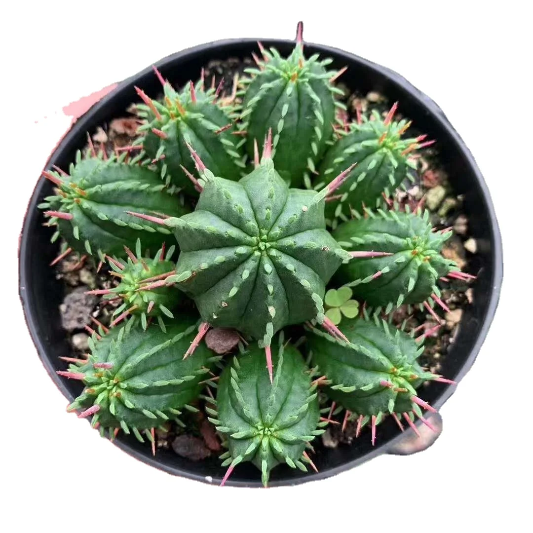 
New wholesale Cactus mini bonsai Hongcai Pavilion 