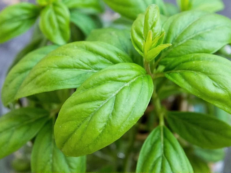 Dried Basil to Fresh Conversion: 1 Teaspoon = 1 Tablespoon