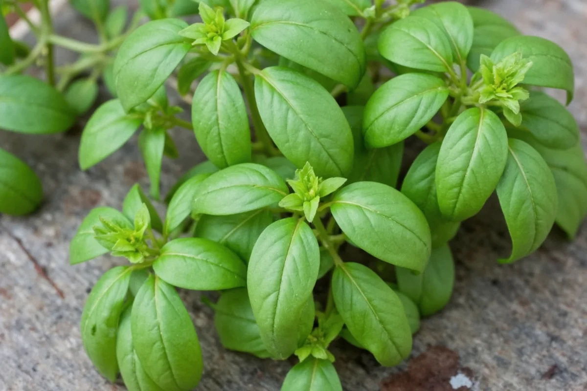 how to prune thai basil plant