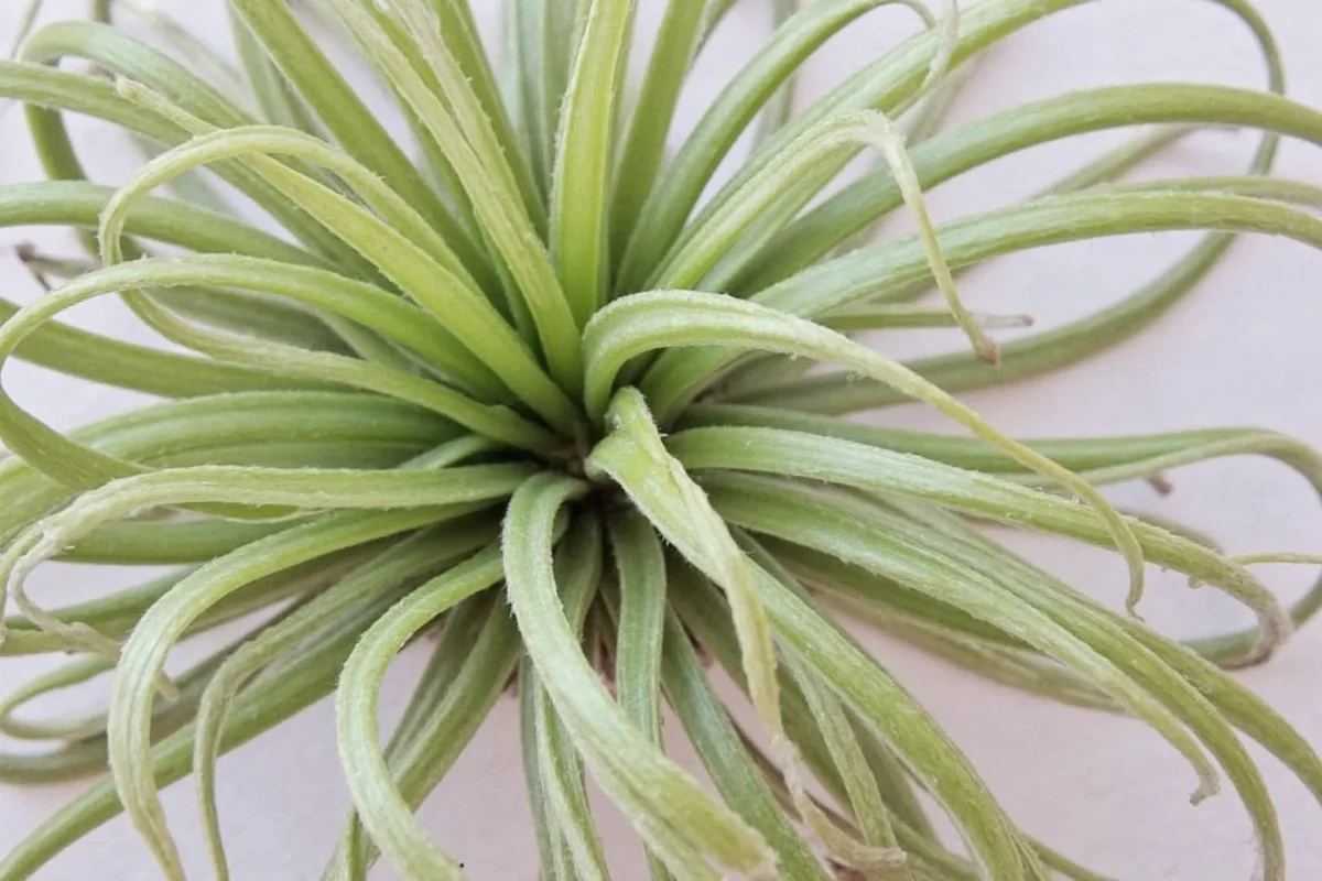 how to care for air plants indoors