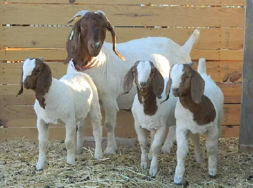 
Boer goats 