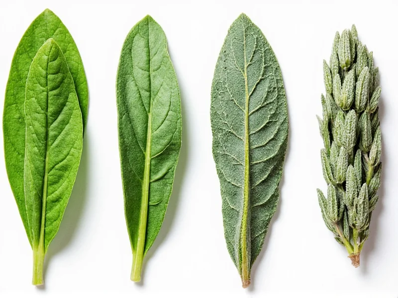 Fresh Sage to Dried Sage Ratio: 3:1 Conversion Guide