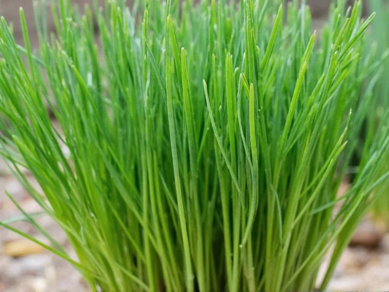 Fresh Chives: Definition, Uses & Storage Guide