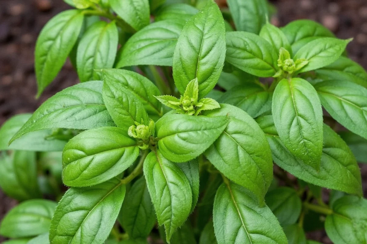 What Can Be Planted with Basil: Best Companion Plants