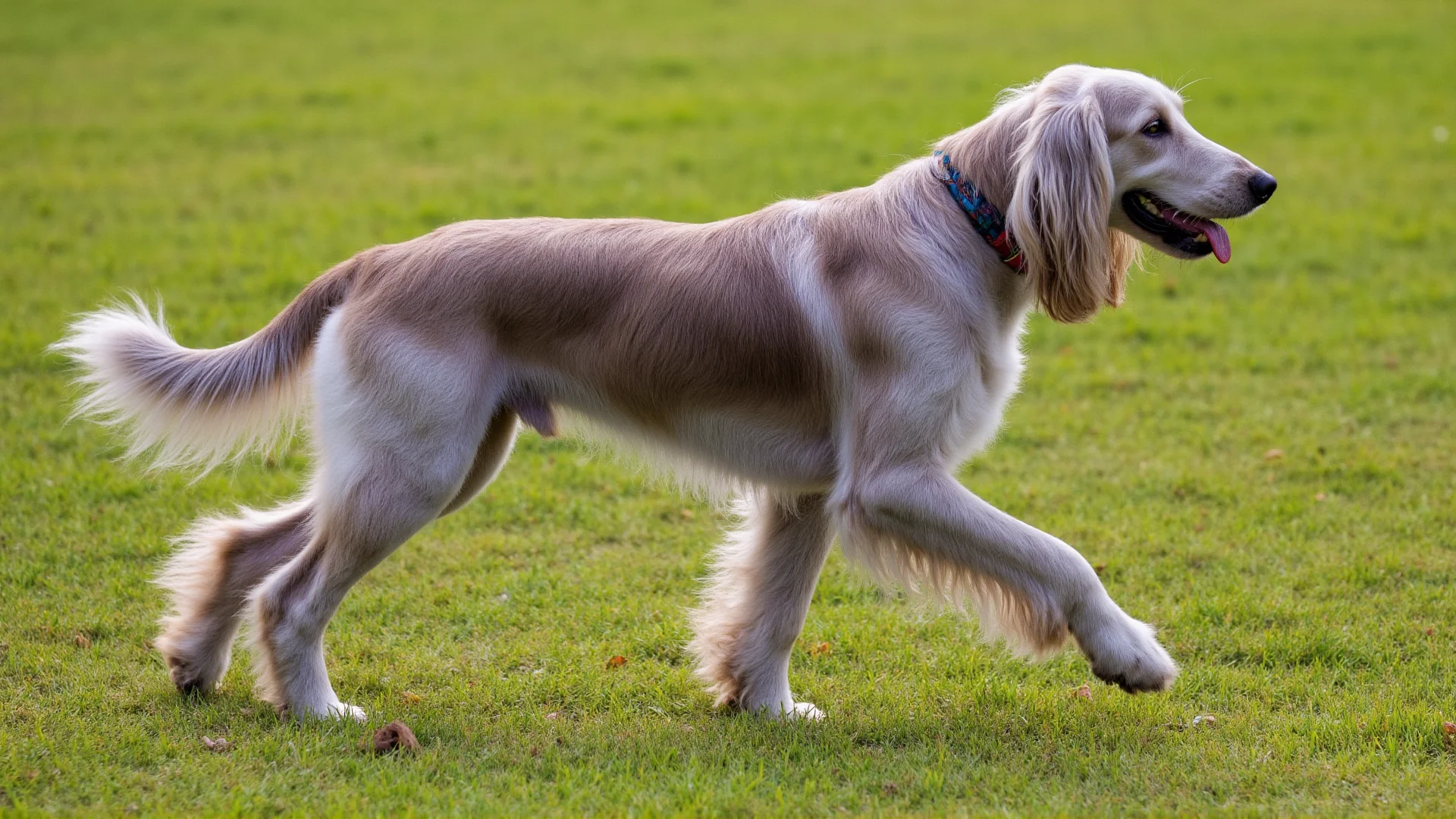 The Ultimate Afghan Hound Beauty Guide: Grooming Secrets for a Stunning Coat