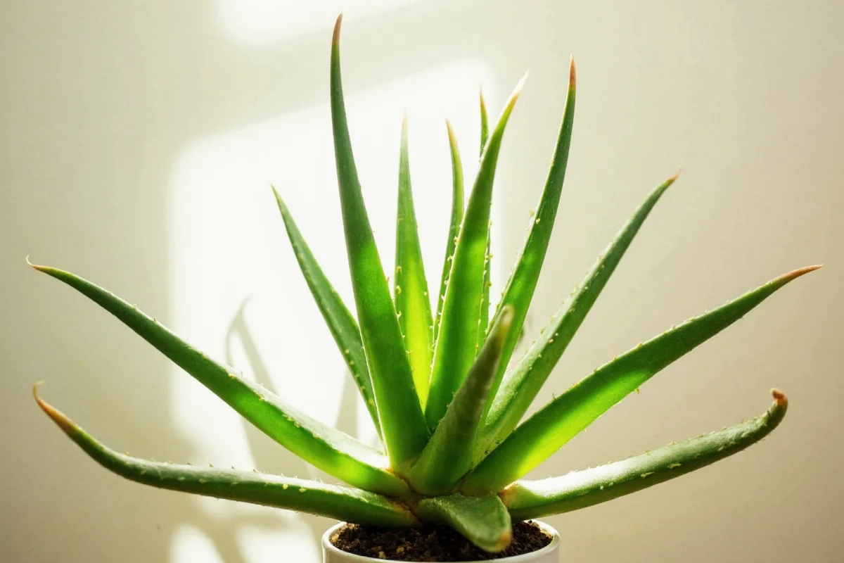 how much light does an aloe vera plant need